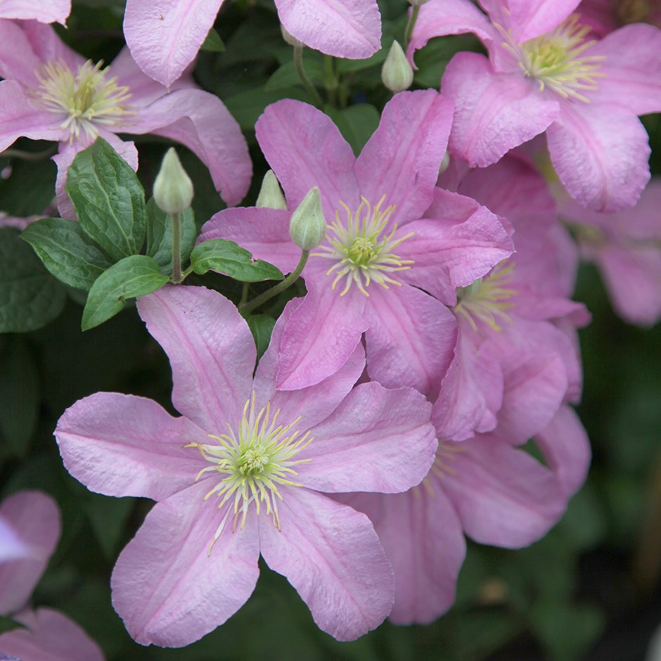Clematis 'Comtesse de Bouchaud'